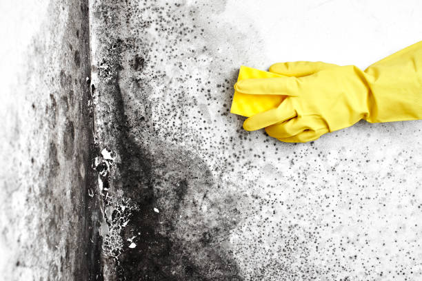 Best Post-Flood Mold Remediation in Holmen, WI