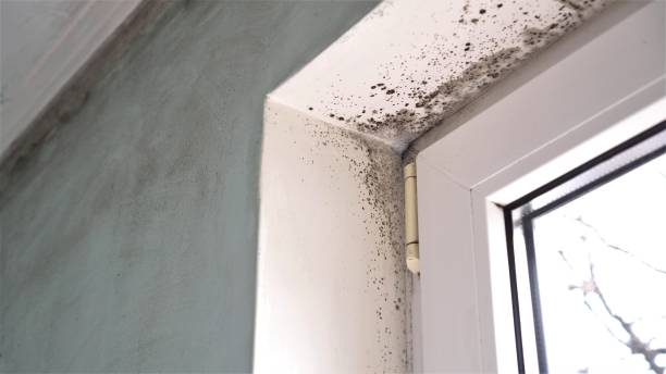Best Bathroom Mold Remediation in Holmen, WI