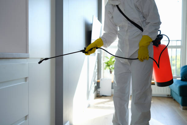 Best Attic Mold Remediation in Holmen, WI