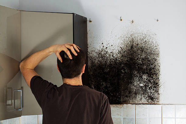 Best Basement Mold Remediation in Holmen, WI